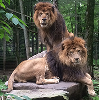 African Lions, George and Henry.jpeg